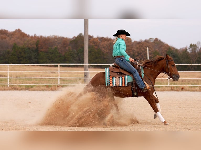 American Quarter Horse Giumenta 4 Anni 147 cm Sauro ciliegia in Marshfield, MO