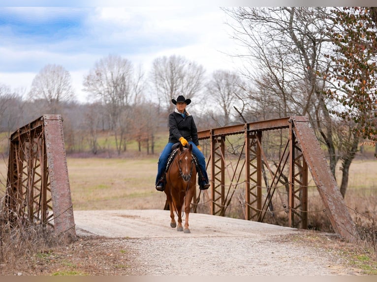 American Quarter Horse Giumenta 4 Anni 147 cm Sauro ciliegia in Marshfield, MO