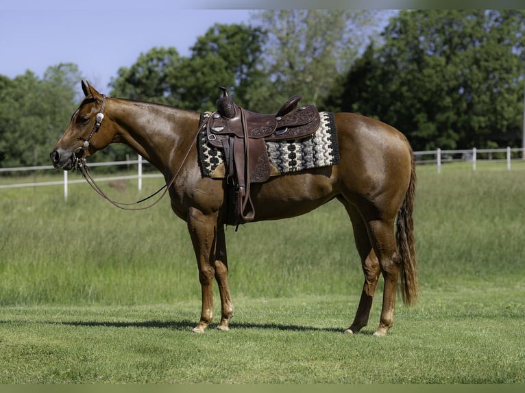 American Quarter Horse Giumenta 4 Anni 147 cm Sauro ciliegia in Marshfield, MO