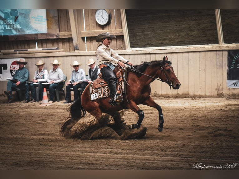 American Quarter Horse Giumenta 4 Anni 148 cm Baio in Unterperfuss