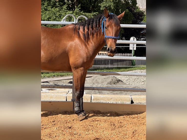 American Quarter Horse Giumenta 4 Anni 148 cm Baio in Unterperfuss