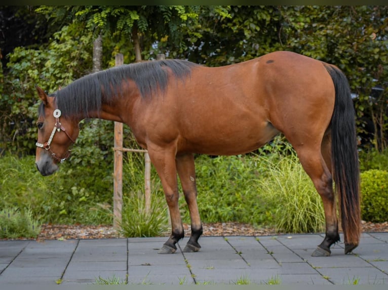 American Quarter Horse Giumenta 4 Anni 148 cm Baio in Schönkirchen