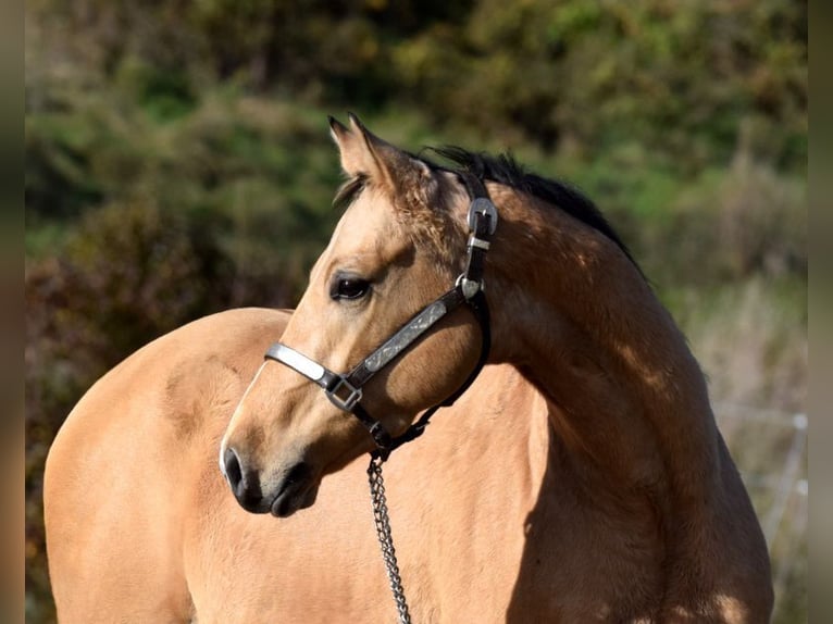 American Quarter Horse Giumenta 4 Anni 148 cm Falbo in AalenWasseralfingen