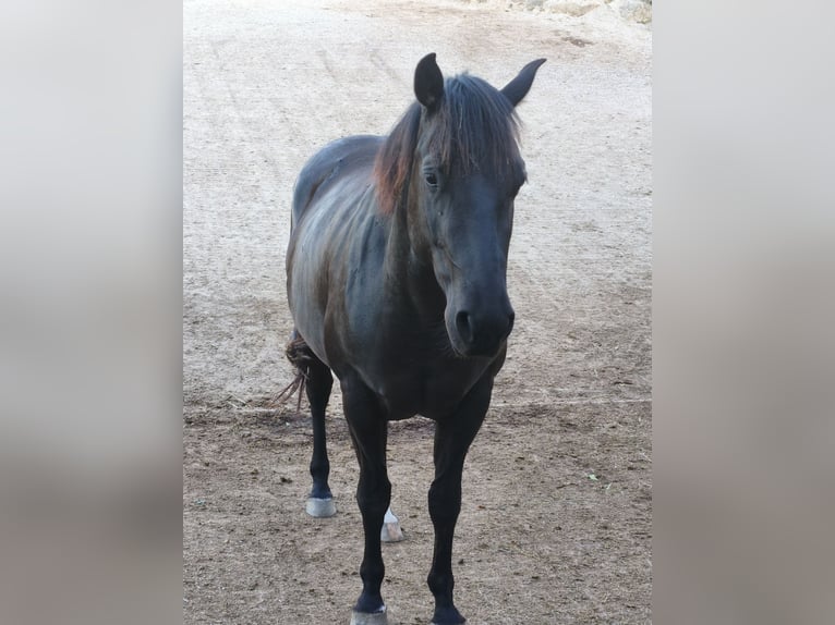 American Quarter Horse Giumenta 4 Anni 148 cm Morello in Rettenbach