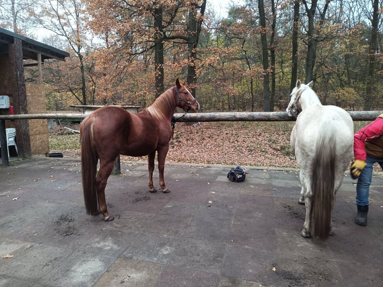 American Quarter Horse Giumenta 4 Anni 148 cm Palomino in Nuow