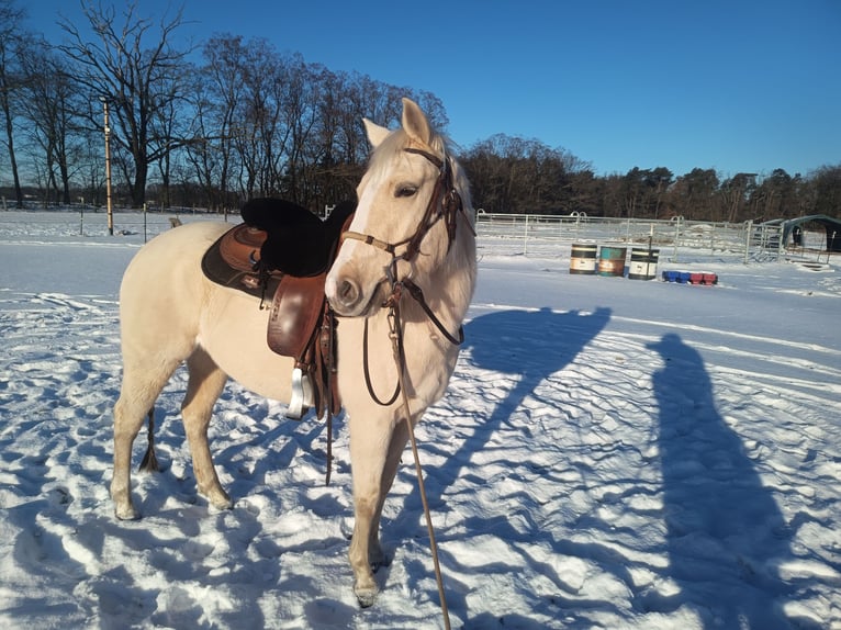 American Quarter Horse Giumenta 4 Anni 148 cm Palomino in Nuow