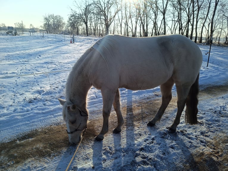 American Quarter Horse Giumenta 4 Anni 148 cm Palomino in Nuow