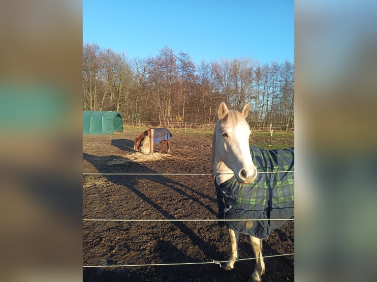 American Quarter Horse Giumenta 4 Anni 148 cm Palomino in Nuow