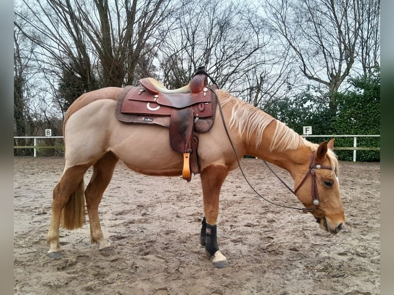 American Quarter Horse Giumenta 4 Anni 148 cm Sauro in Stade