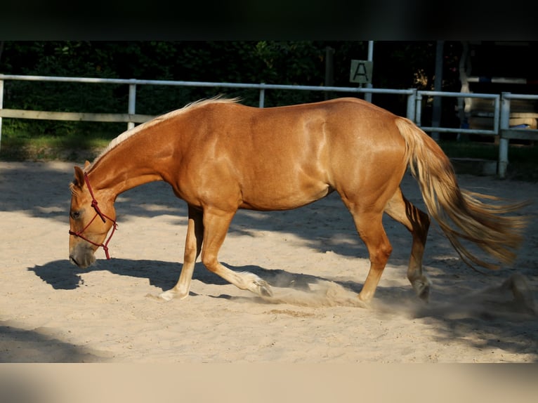 American Quarter Horse Giumenta 4 Anni 148 cm Sauro in Stade