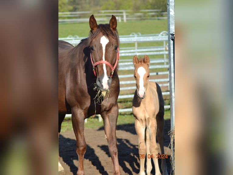 American Quarter Horse Giumenta 4 Anni 148 cm Sauro scuro in Pressath