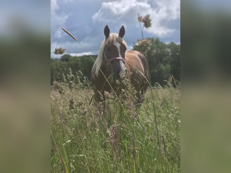 American Quarter Horse Giumenta 4 Anni 148 cm Sauro scuro in Rheinbach