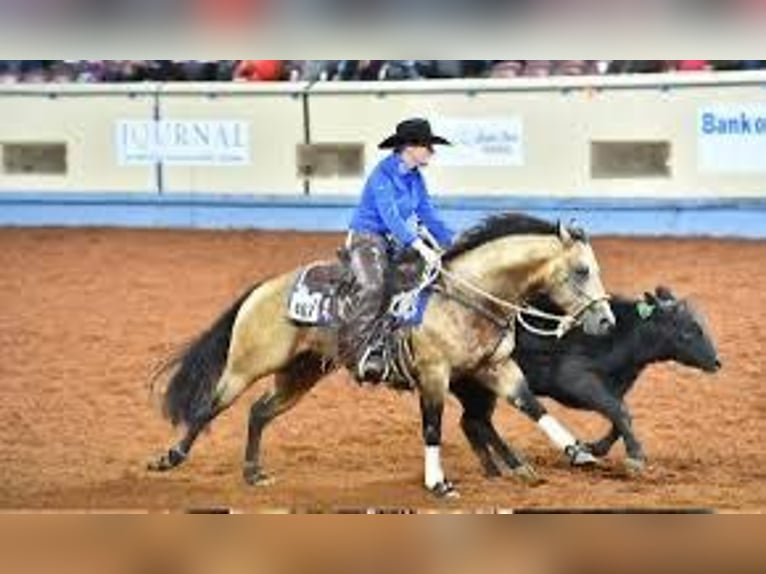 American Quarter Horse Giumenta 4 Anni 149 cm Baio in Schönkirchen