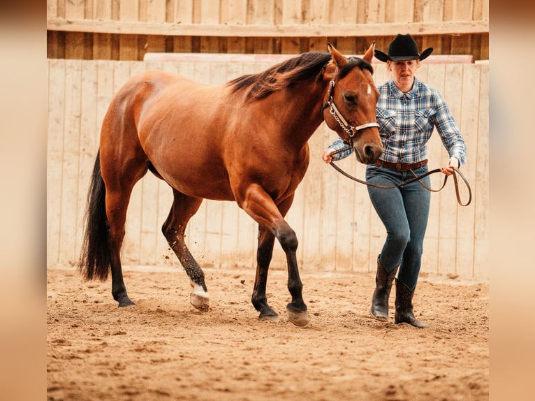 American Quarter Horse Giumenta 4 Anni 149 cm Baio in Schönkirchen