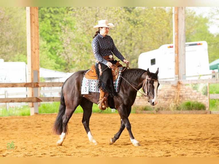American Quarter Horse Giumenta 4 Anni 149 cm Morello in Harth-Pöllnitz
