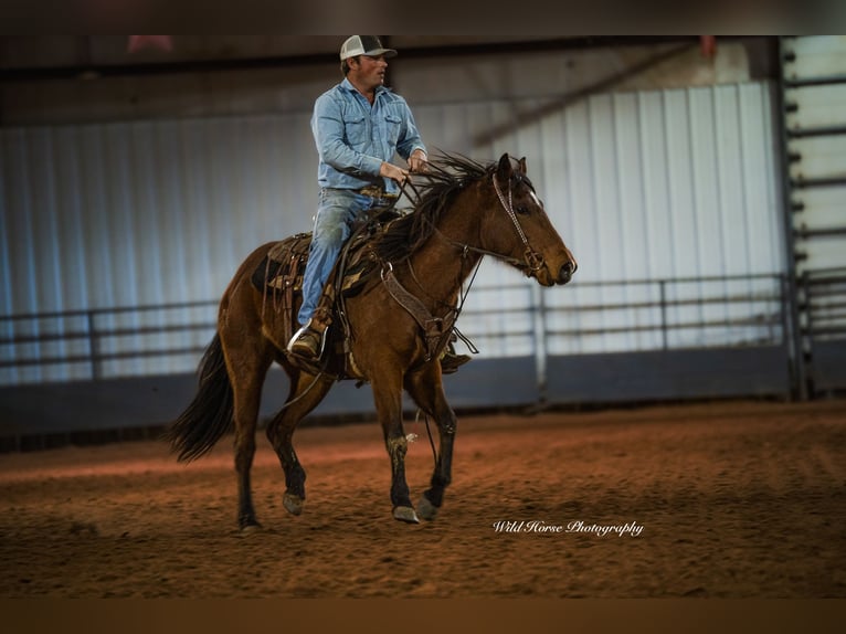 American Quarter Horse Giumenta 4 Anni 150 cm Baio ciliegia in Russellville, AR