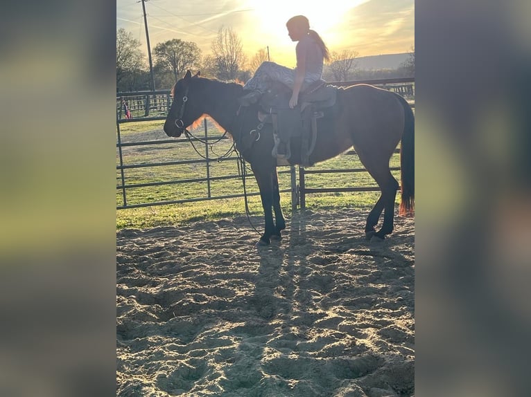 American Quarter Horse Giumenta 4 Anni 150 cm Baio ciliegia in Russellville, AR
