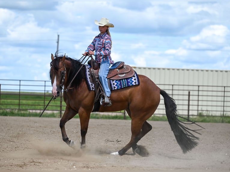 American Quarter Horse Giumenta 4 Anni 150 cm Baio ciliegia in Canistota, SD