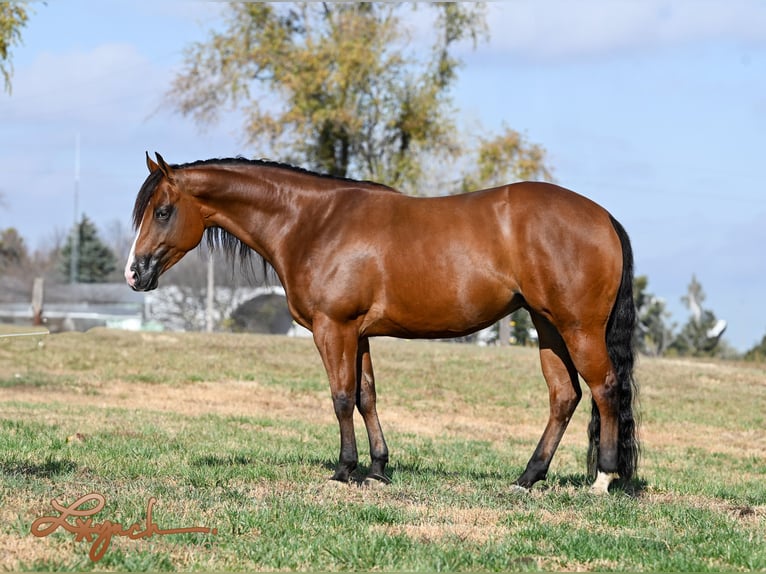 American Quarter Horse Giumenta 4 Anni 150 cm Baio ciliegia in Canistota, SD