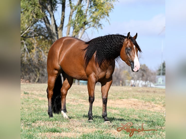 American Quarter Horse Giumenta 4 Anni 150 cm Baio ciliegia in Canistota, SD