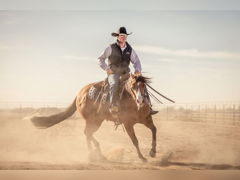 American Quarter Horse Giumenta 4 Anni 150 cm Baio ciliegia in Canistota, SD