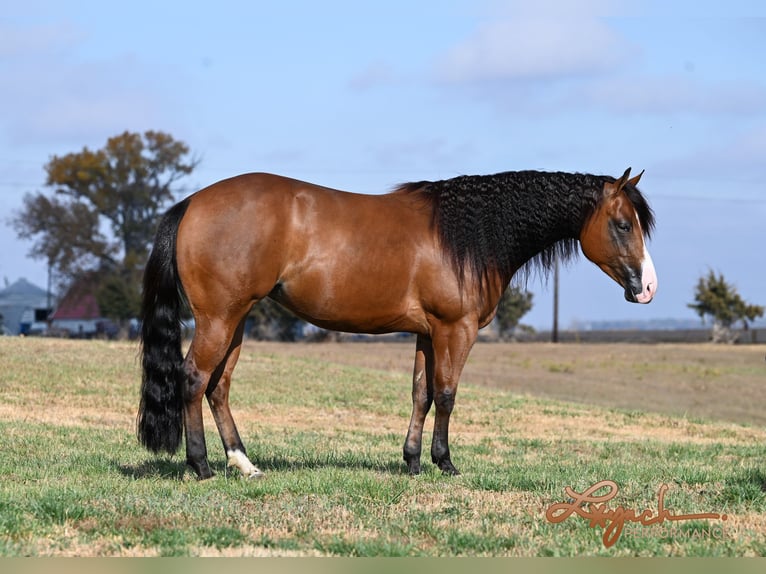 American Quarter Horse Giumenta 4 Anni 150 cm Baio ciliegia in Canistota, SD