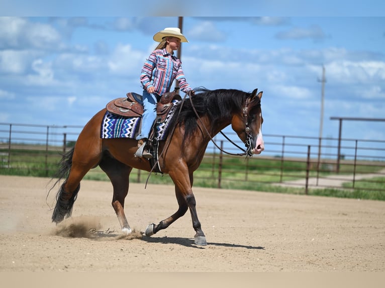 American Quarter Horse Giumenta 4 Anni 150 cm Baio ciliegia in Canistota, SD