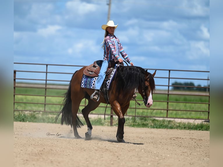 American Quarter Horse Giumenta 4 Anni 150 cm Baio ciliegia in Canistota, SD