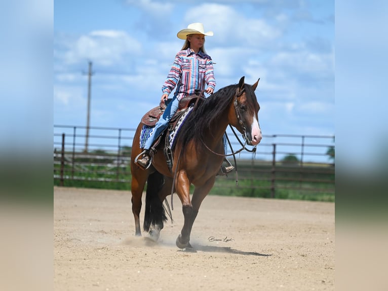 American Quarter Horse Giumenta 4 Anni 150 cm Baio ciliegia in Canistota