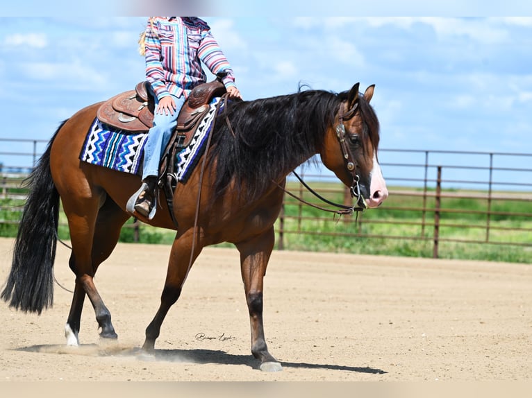 American Quarter Horse Giumenta 4 Anni 150 cm Baio ciliegia in Canistota