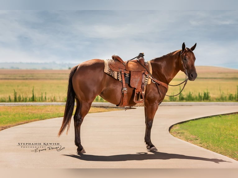 American Quarter Horse Giumenta 4 Anni 150 cm Baio ciliegia in Weatherford