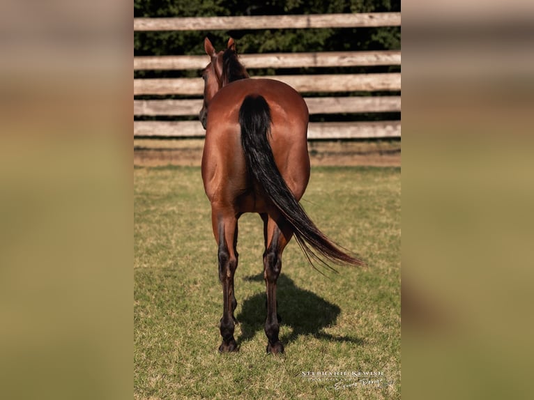 American Quarter Horse Giumenta 4 Anni 150 cm Baio ciliegia in Weatherford