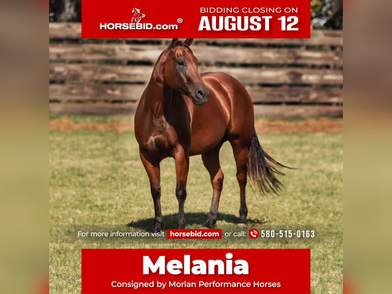 American Quarter Horse Giumenta 4 Anni 150 cm Baio ciliegia in Weatherford