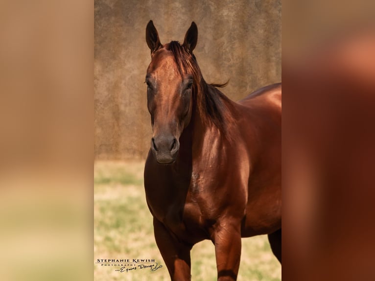 American Quarter Horse Giumenta 4 Anni 150 cm Baio ciliegia in Weatherford