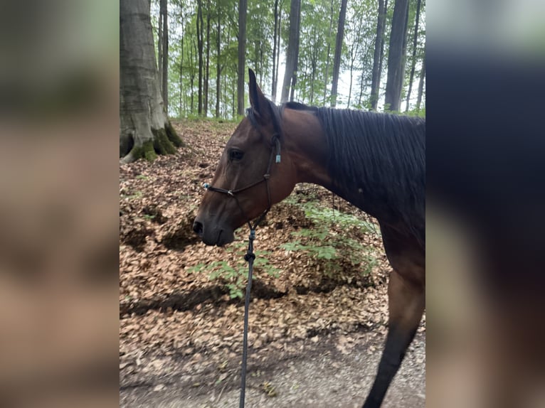 American Quarter Horse Giumenta 4 Anni 150 cm Baio in Preußisch Oldendorf