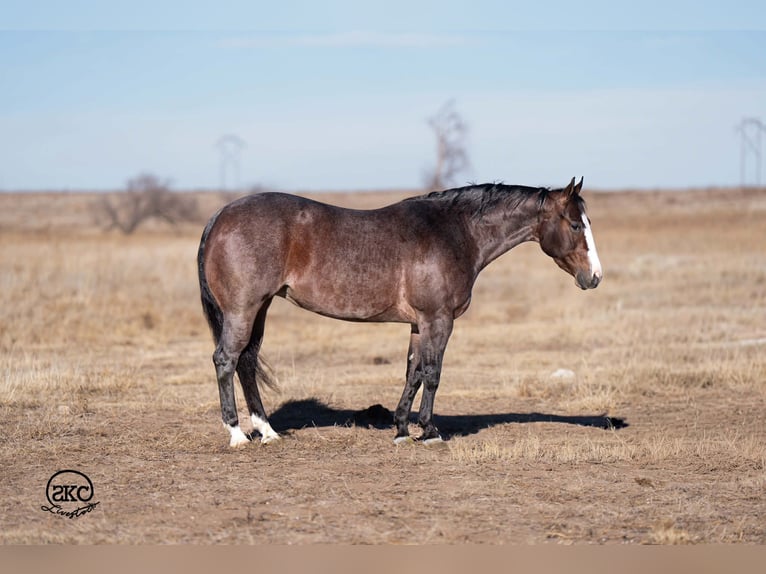 American Quarter Horse Giumenta 4 Anni 150 cm Baio roano in Canyon