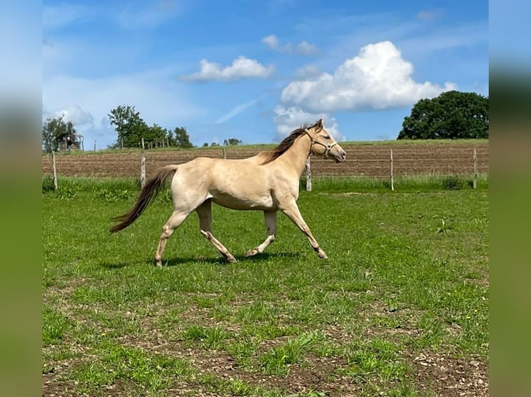 American Quarter Horse Giumenta 4 Anni 150 cm Champagne in Nümbrecht