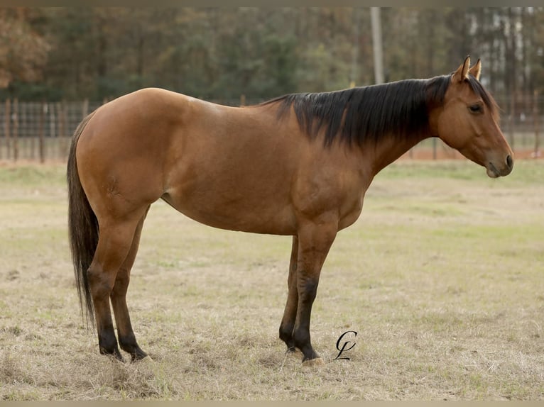 American Quarter Horse Giumenta 4 Anni 150 cm Falbo in Bloomburg, TX