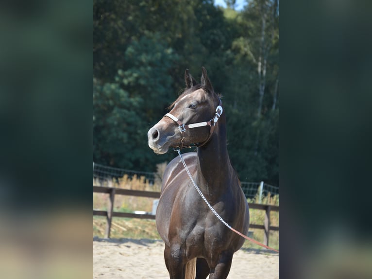 American Quarter Horse Giumenta 4 Anni 150 cm Grigio pezzato in Wusterhausen (Dosse)
