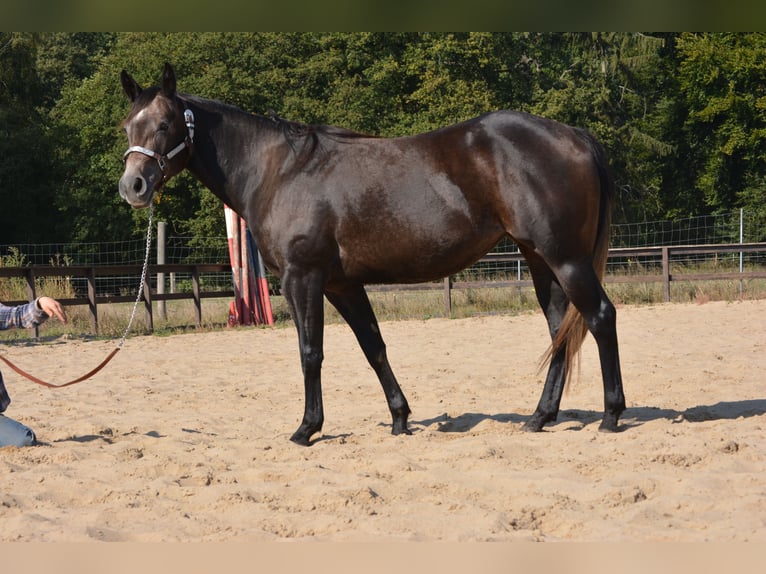 American Quarter Horse Giumenta 4 Anni 150 cm Grigio pezzato in Wusterhausen (Dosse)