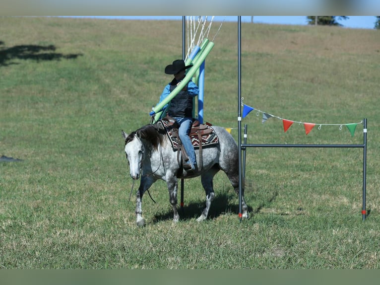 American Quarter Horse Giumenta 4 Anni 150 cm Grigio in Mount Vernon American Quarter Horse Giumenta 4 Anni 150 cm Grigio in Mount Vernon