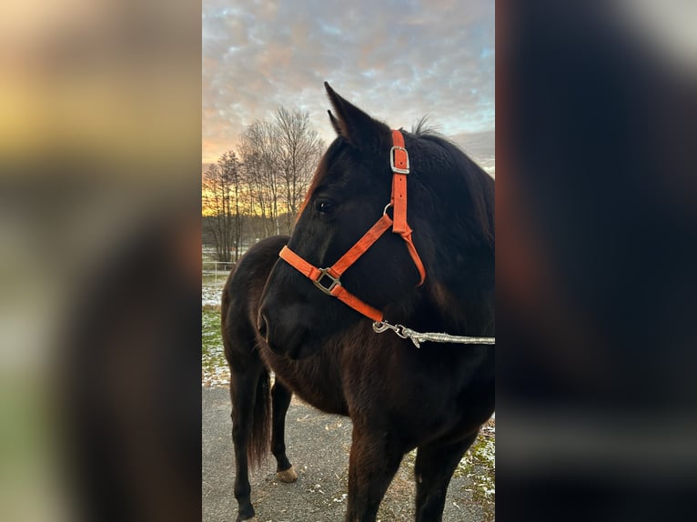 American Quarter Horse Giumenta 4 Anni 150 cm Morello in Creußen