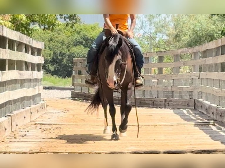 American Quarter Horse Giumenta 4 Anni 150 cm Morello in Guthrie, OK