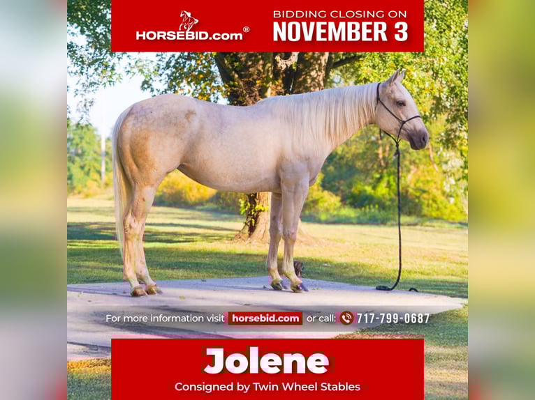 American Quarter Horse Giumenta 4 Anni 150 cm Palomino in New Holland