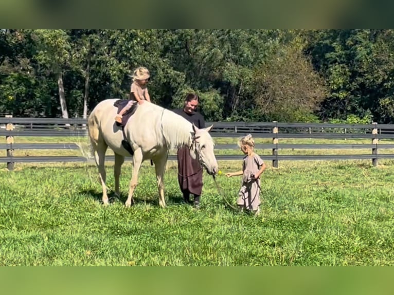 American Quarter Horse Giumenta 4 Anni 150 cm Palomino in New Holland American Quarter Horse Giumenta 4 Anni 150 cm Palomino in New Holland