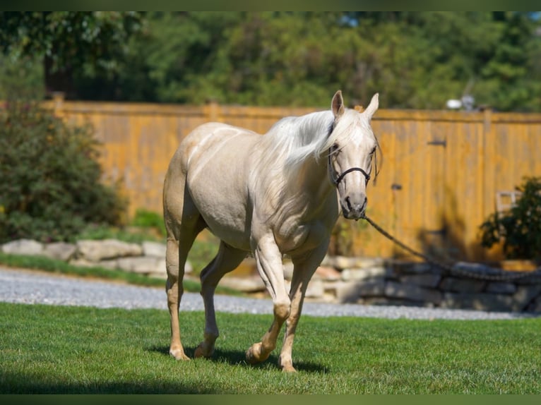 American Quarter Horse Giumenta 4 Anni 150 cm Palomino in New Holland American Quarter Horse Giumenta 4 Anni 150 cm Palomino in New Holland