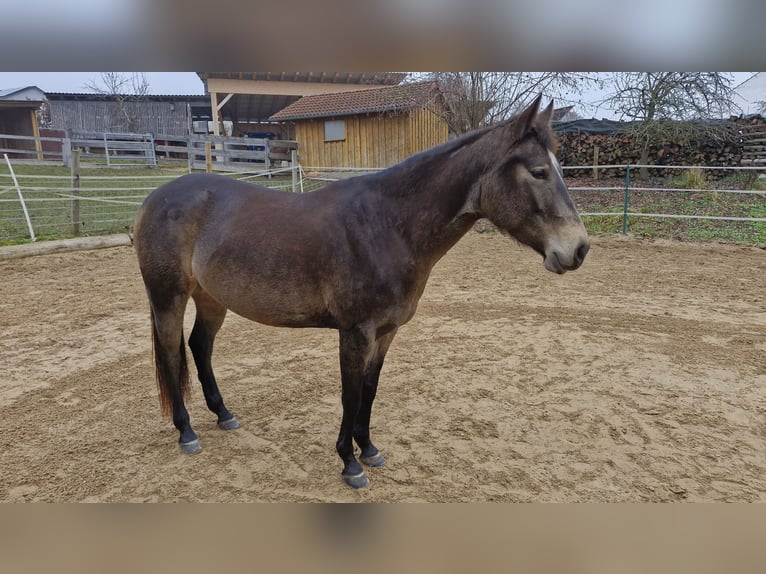 American Quarter Horse Giumenta 4 Anni 150 cm Pelle di daino in Hitzhofen