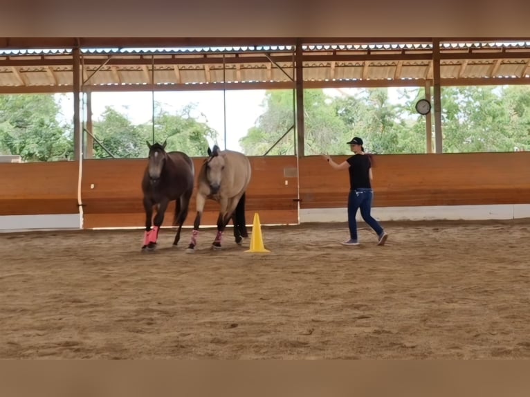 American Quarter Horse Giumenta 4 Anni 150 cm Pelle di daino in Hitzhofen