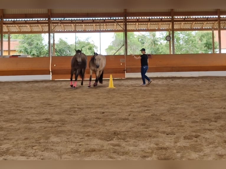 American Quarter Horse Giumenta 4 Anni 150 cm Pelle di daino in Hitzhofen American Quarter Horse Giumenta 4 Anni 150 cm Pelle di daino in Hitzhofen