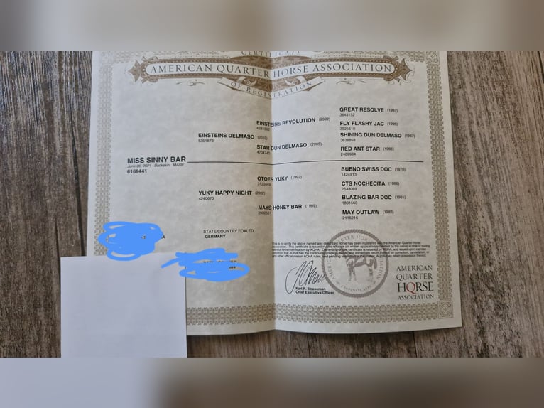 American Quarter Horse Giumenta 4 Anni 150 cm Pelle di daino in Hitzhofen American Quarter Horse Giumenta 4 Anni 150 cm Pelle di daino in Hitzhofen